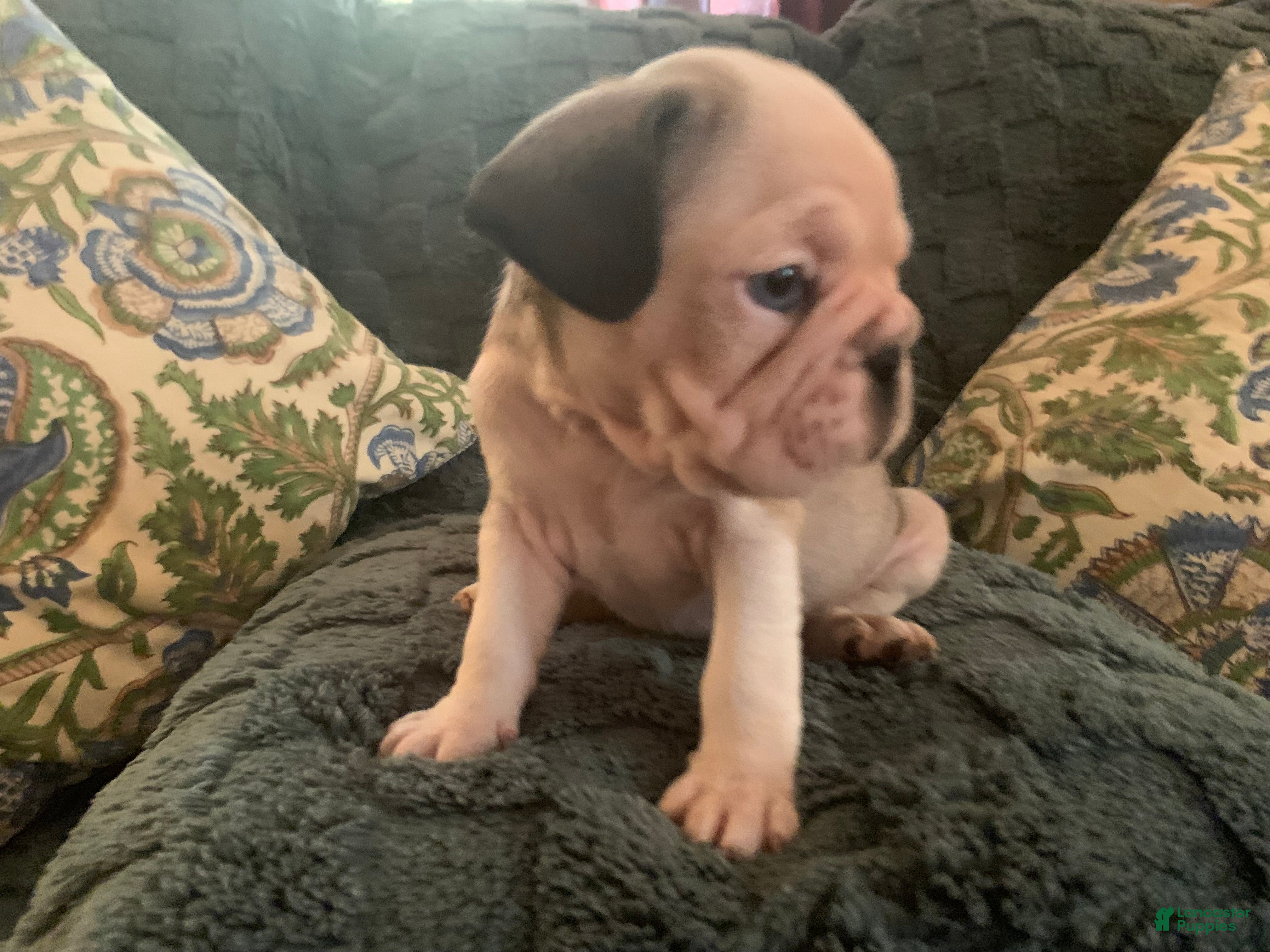 Frug dogs Snoopy - Ad 4