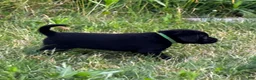 Labrador Retriever dogs for sale: Green Collar Labrador Retriever Puppy 3 - Ad 1
