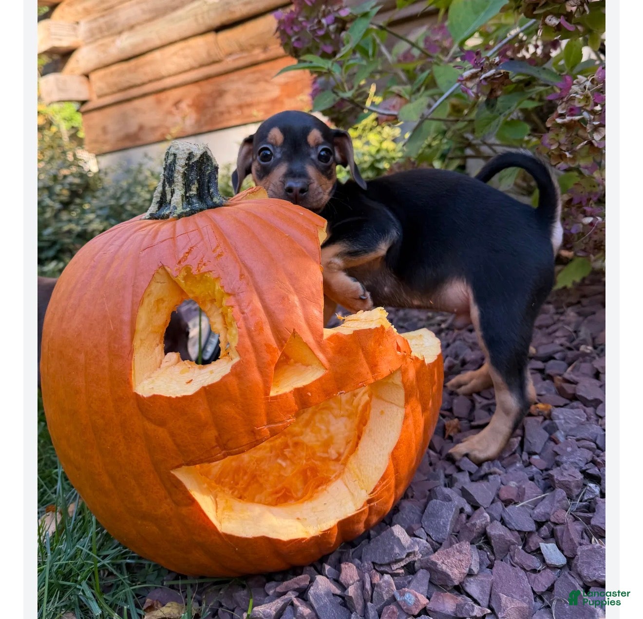 Mixed Breed dogs for sale: Mixed Breed 5 - Ad 18