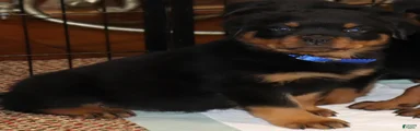 Rottweiler Male 