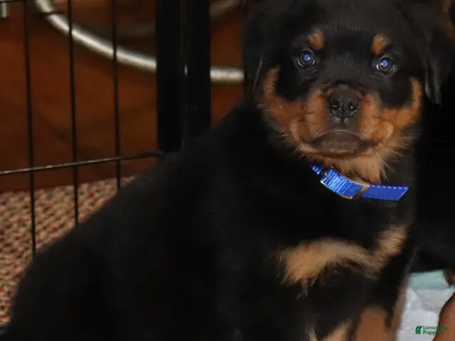 Rottweiler dogs Rottweiler Male - Ad 33