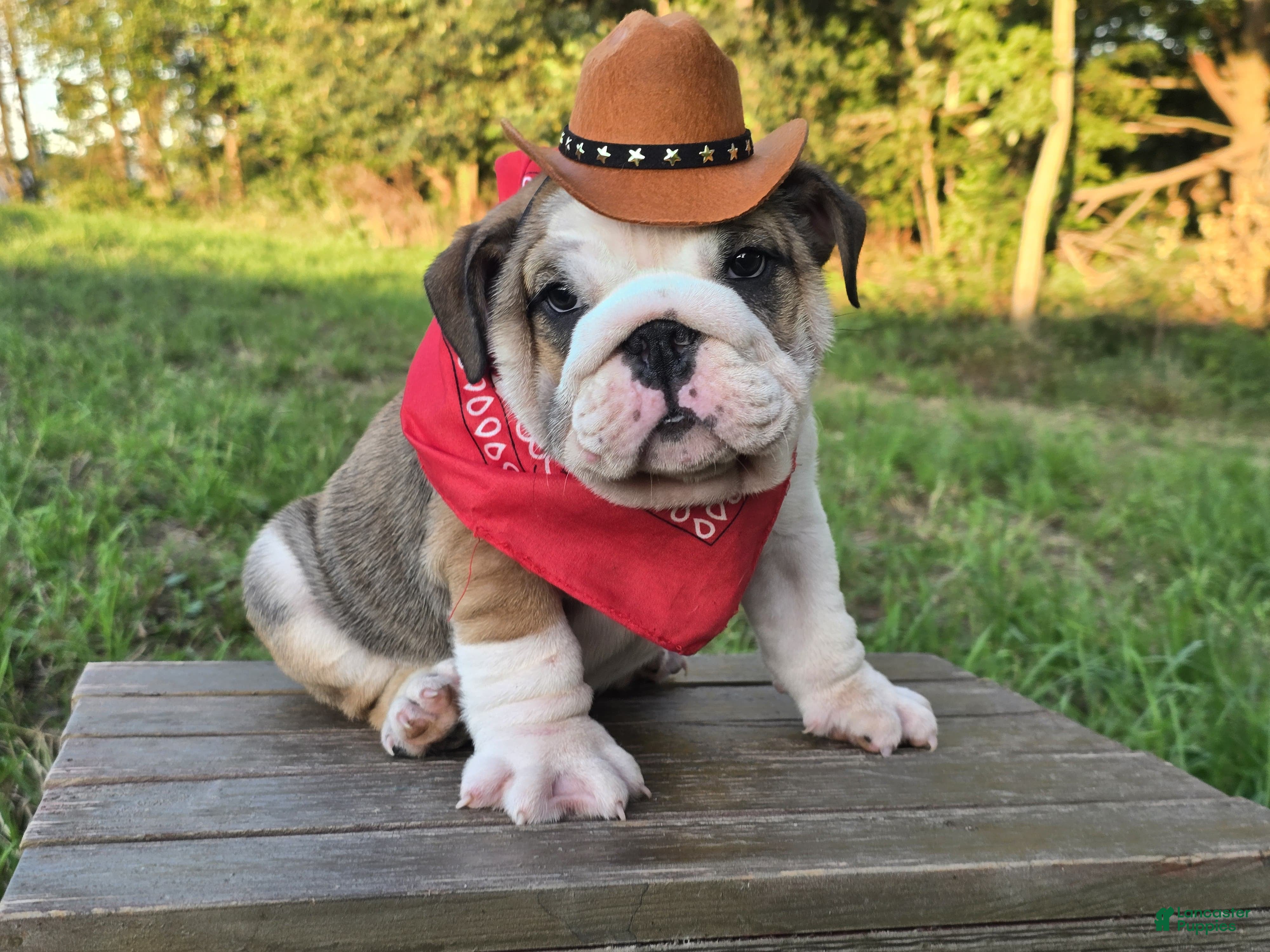 English Bulldog dogs Marshall - Ad 1
