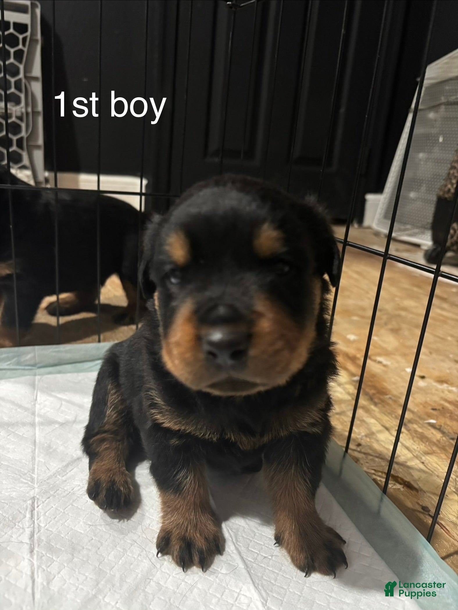 Rottweiler dogs  1 - Ad 9