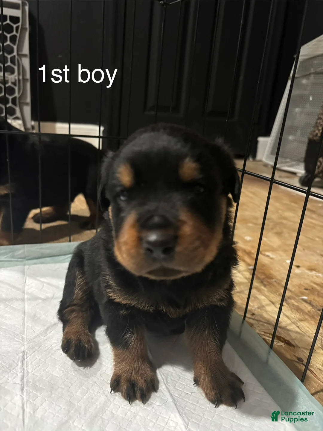 Rottweiler dogs for sale:  1 - Ad 1