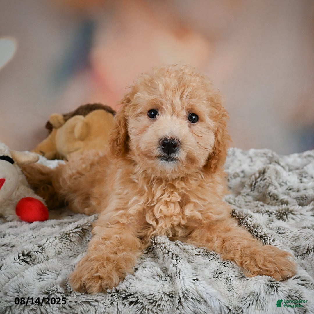 Bichpoo dogs for sale: Jessica - Ad 15