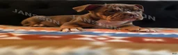 Olde English Bulldogge dogs for sale: Olde English Bulldogge Puppy Scooby - Ad 4