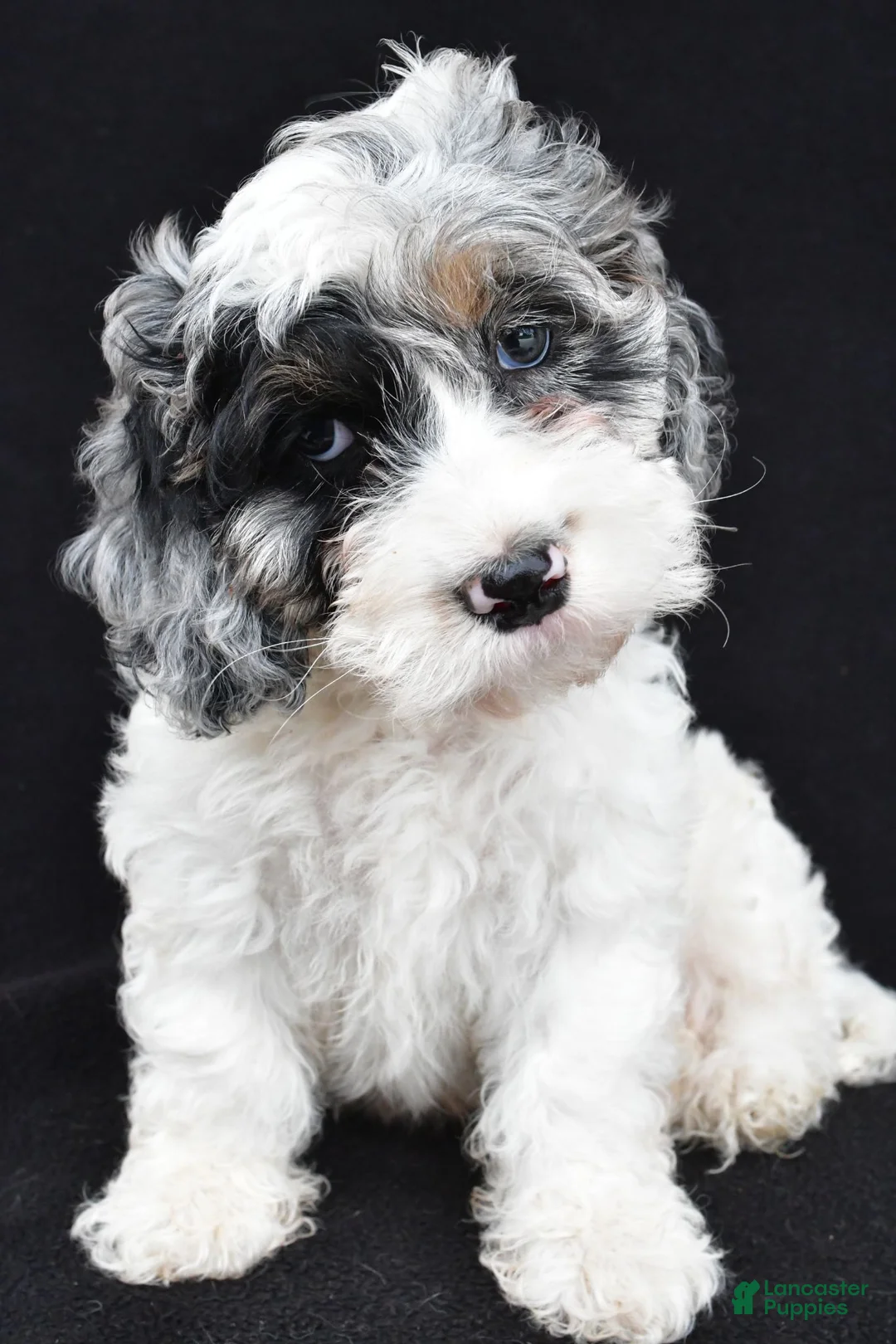 Cockapoo dogs for sale: Tyler - Ad 1