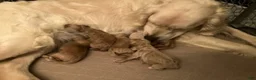 Mini Goldendoodle dogs for sale: Skya - Ad 9