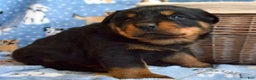 Rottweiler dogs for sale: Rottweiler Puppy 1 Rocky - Ad 1