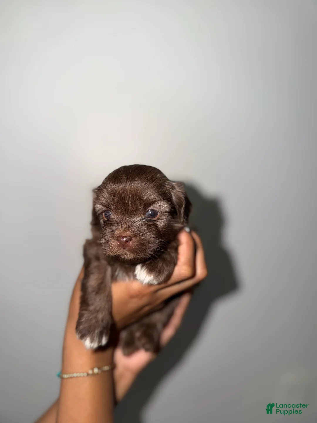 Mixed Breed dogs for sale: Mixed Breed 5 - Ad 2