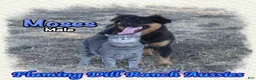 Miniature Australian Shepherd dogs for sale: Moses - Ad 3