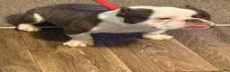 American Bully dogs for sale: American Bully 2 - Ad 1