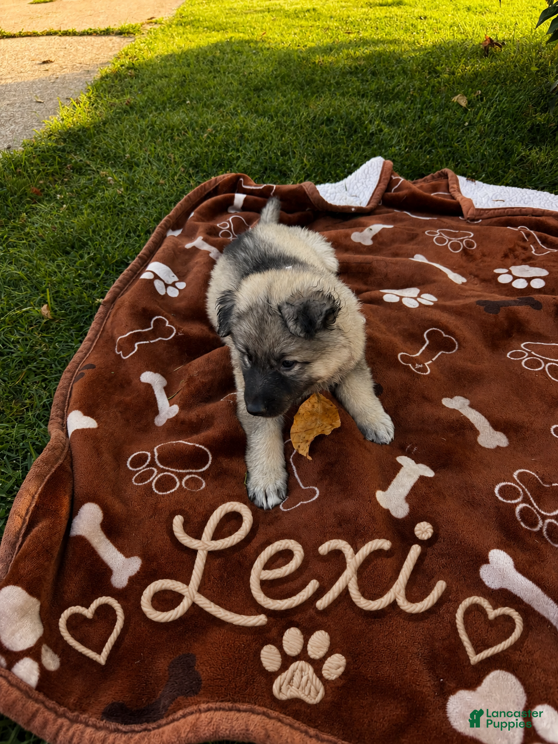 German Shepherd dogs Lexi long coat silver sable  - Ad 1