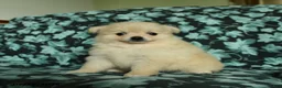 Pomeranian dogs for sale: Feathers - Ad 2