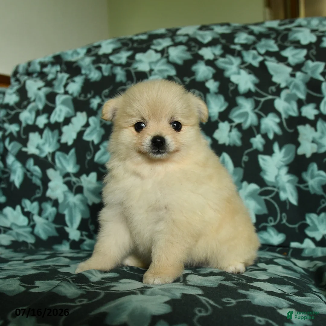 Pomeranian dogs for sale: Feathers - Ad 2