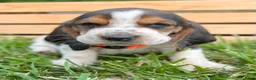 Basset Hound dogs for sale: Arnold - Ad 9