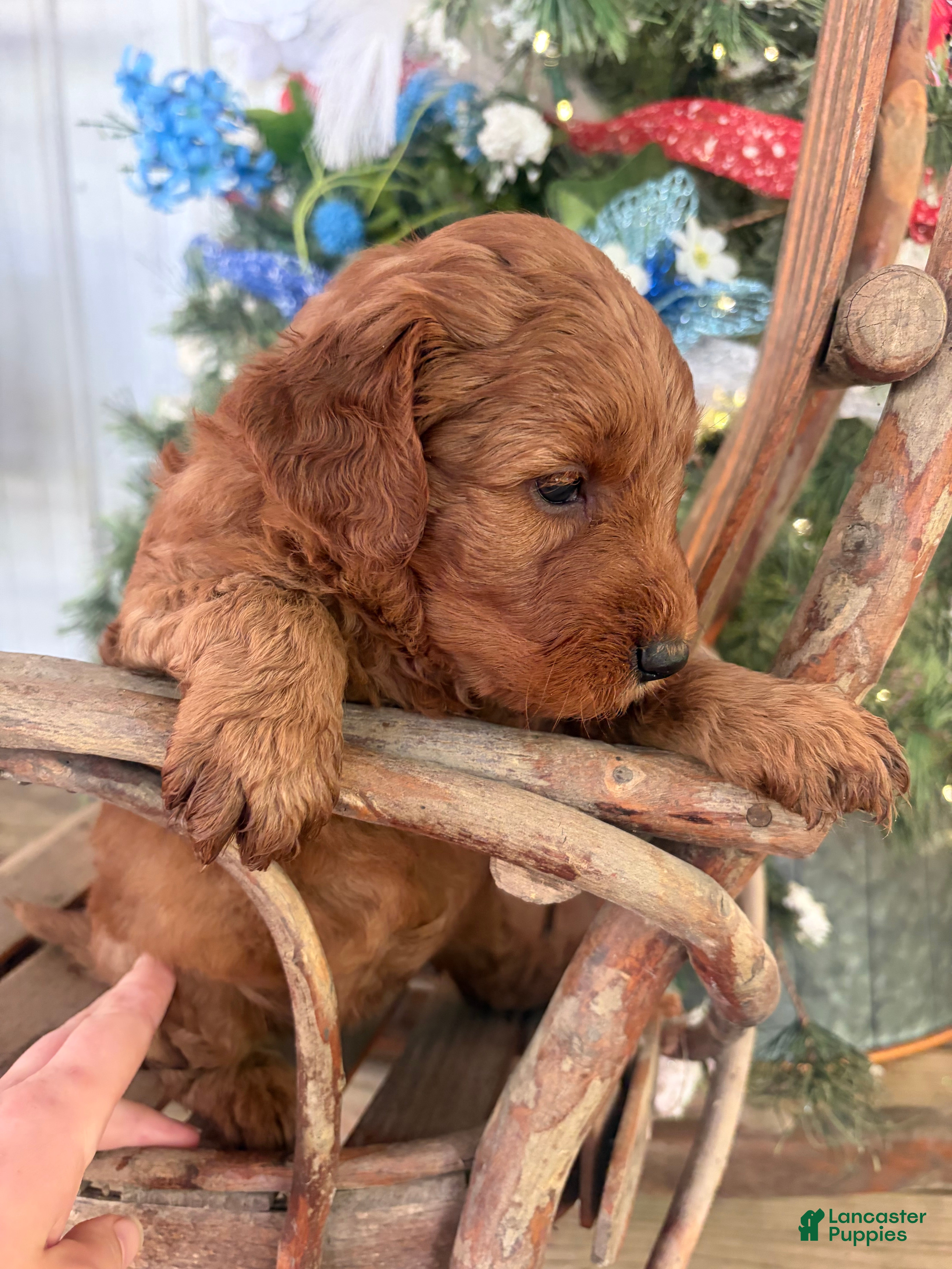 Mini Goldendoodle dogs Lilac  - Ad 17
