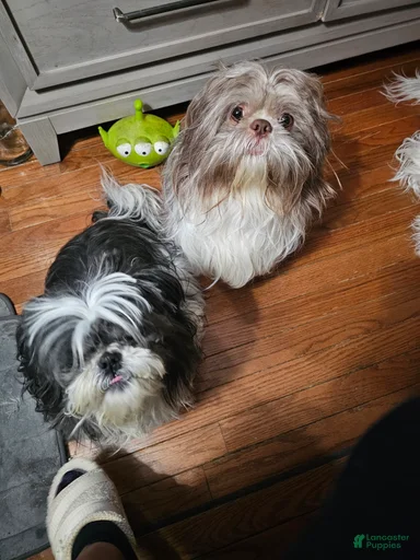 Gallery Image {{count}}