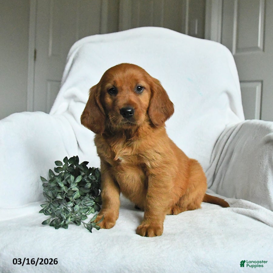 Mixed Breed dogs Wryla  - Ad 1