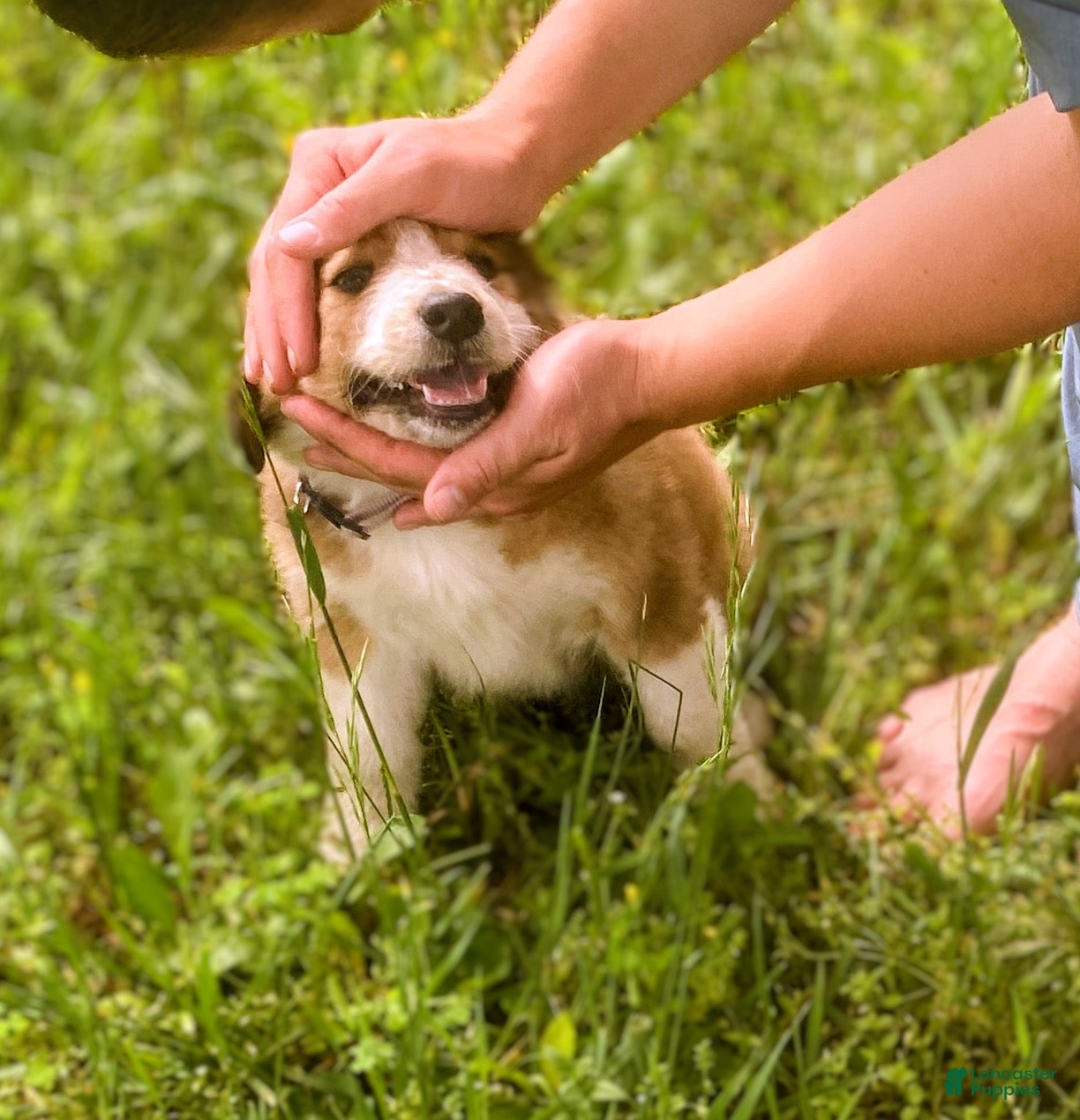 Mixed Breed dogs for sale: ♥️HAPPY GIRL HEIDI♥️ - Ad 18