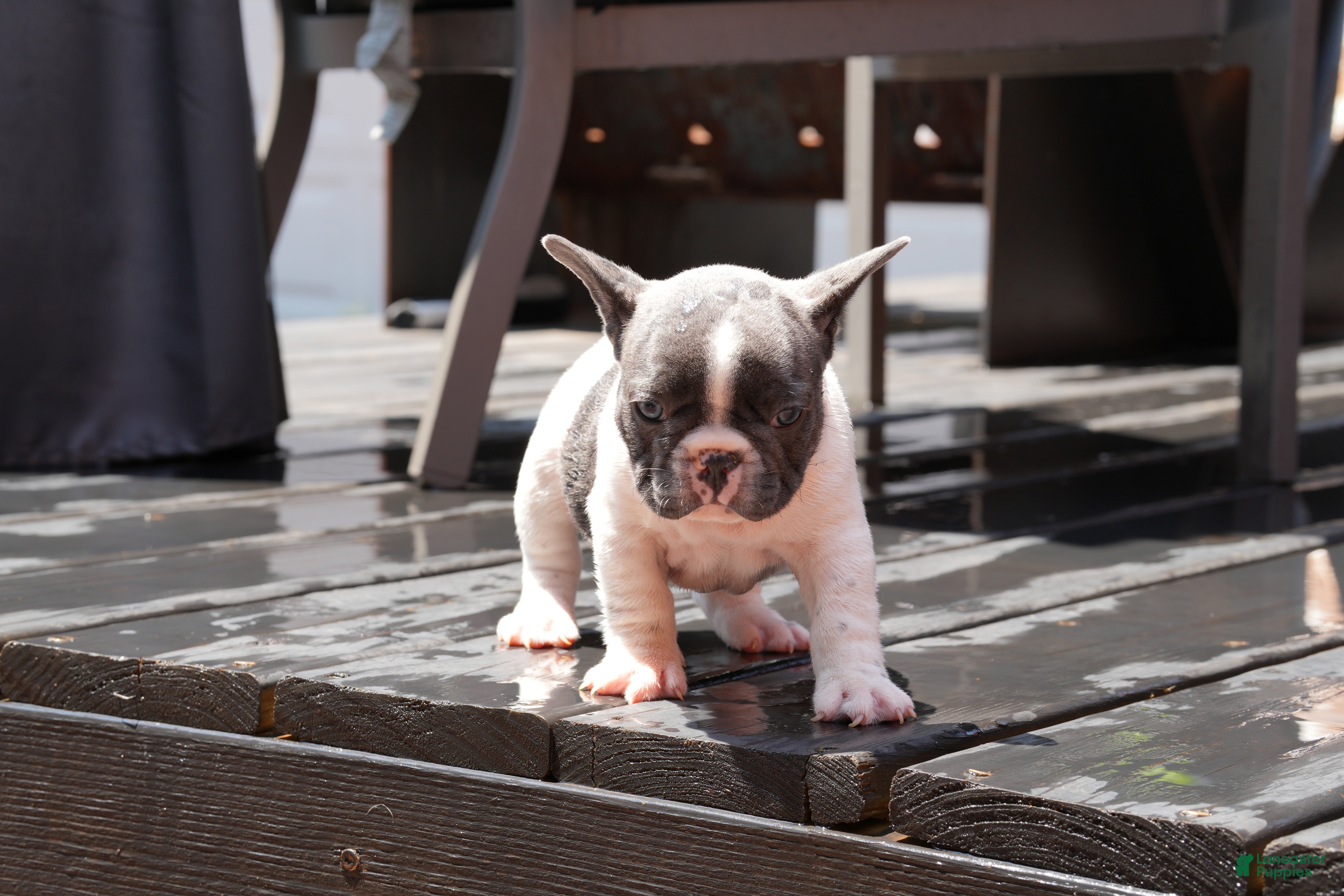 French Bulldog dogs Blue Moo - Ad 1