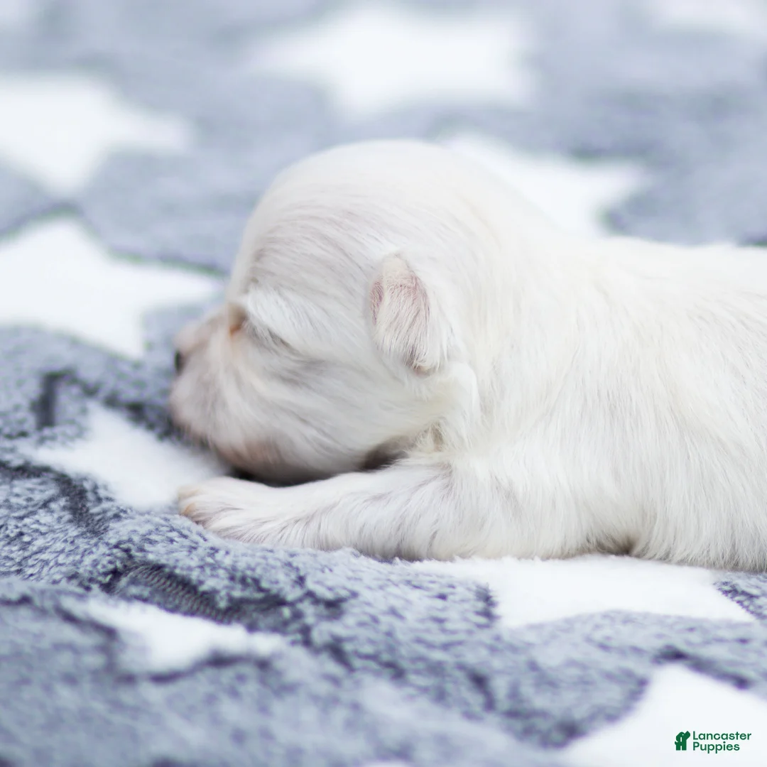 Maltese dogs for sale: Adam Maltese Puppy - Ad 3