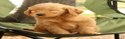 Mini Goldendoodle dogs for sale: Mark - Ad 9