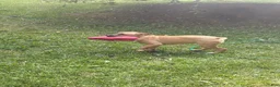 Mixed Breed dogs for sale: Sammy - Ad 2