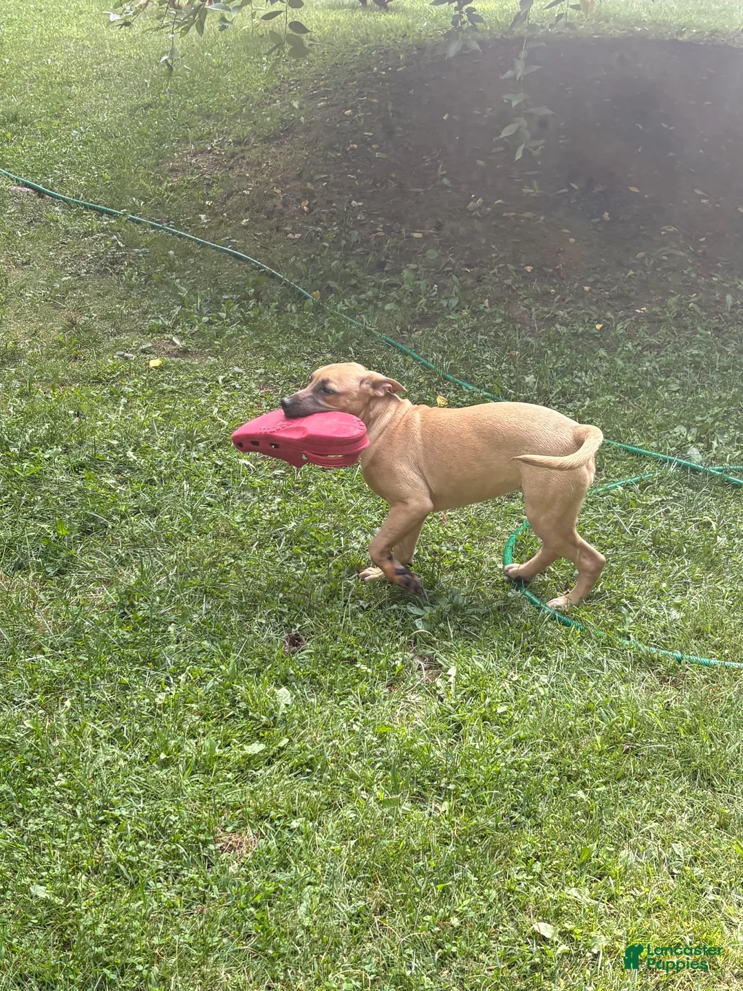 Mixed Breed dogs for sale: Sammy - Ad 2