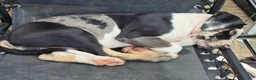 Great Dane dogs for sale: Juno - Ad 5