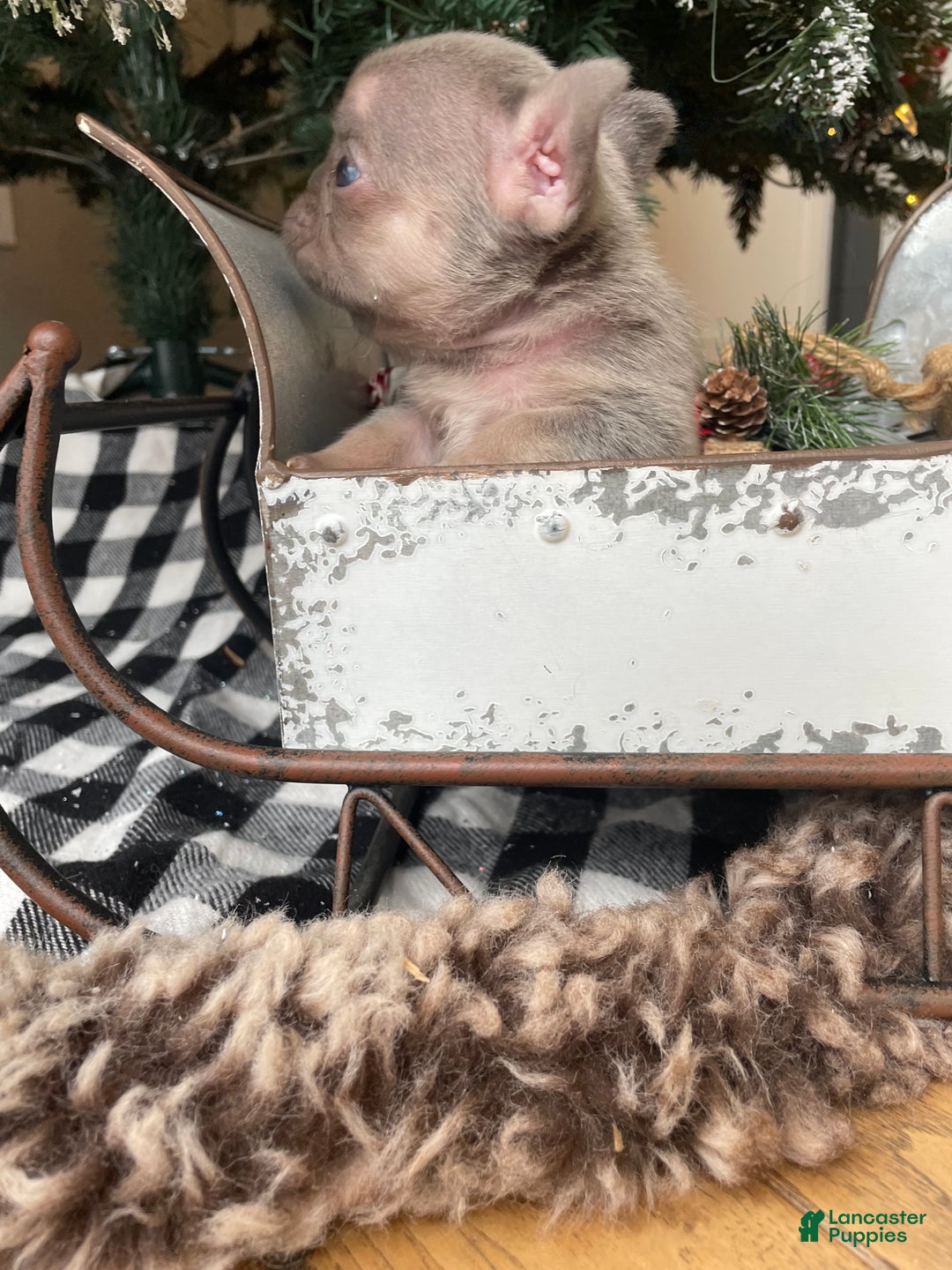 French Bulldog dogs for sale: Everest - Ad 4