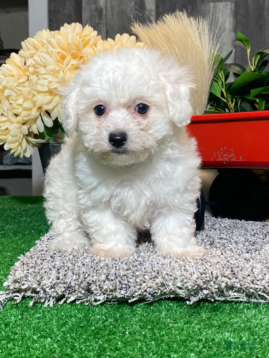 Bichon Frise dogs for sale: Bonnie - Ad 1