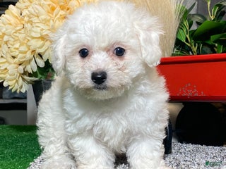 Bichon Frise dogs Bonnie - Ad 31