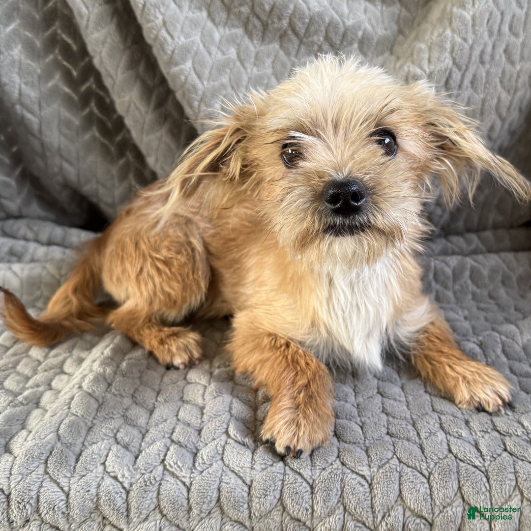 Morkie dogs for sale: Jasper  - Ad 4