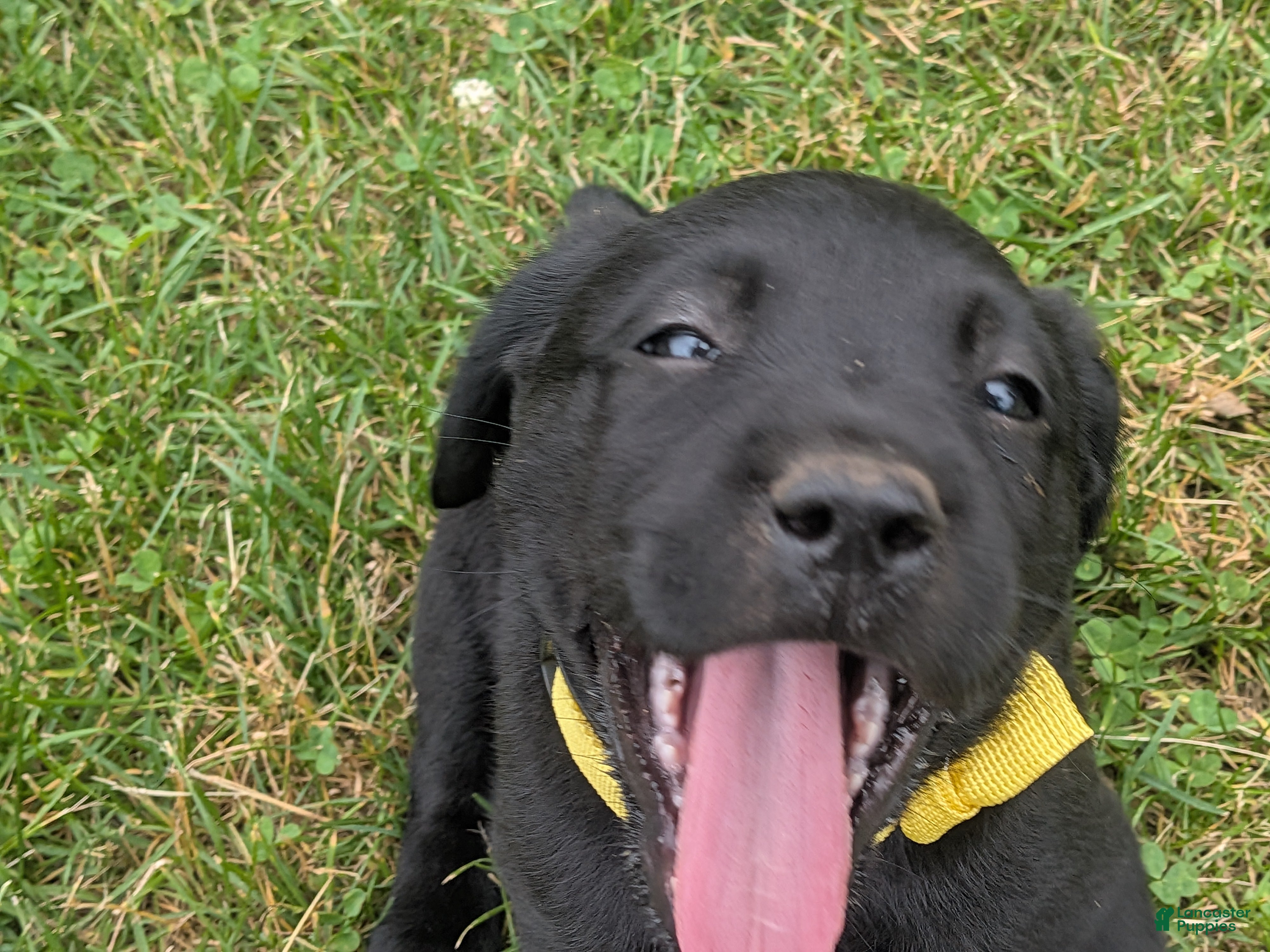 Labrador Retriever dogs Black Female (Yellow) - Ad 35