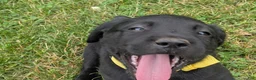 Labrador Retriever dogs for sale: Black Female (Yellow) - Ad 1
