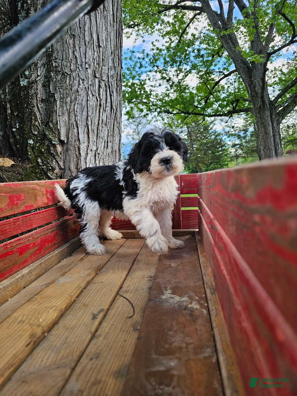Portuguese Water Dog dogs Raven B. 🩷 - Ad 2