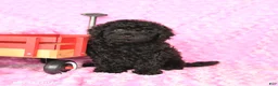 Miniature Poodle dogs for sale: Ellie - Ad 3