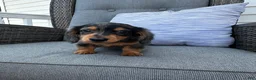 Miniature Dachshund dogs for sale: Leo - Ad 7