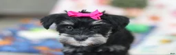 Miniature Schnauzer dogs for sale: Iris - Ad 3