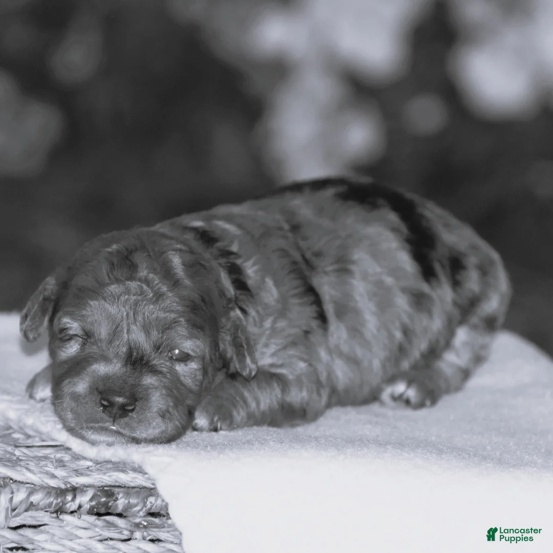 Mini Goldendoodle dogs for sale: Heather - Ad 2