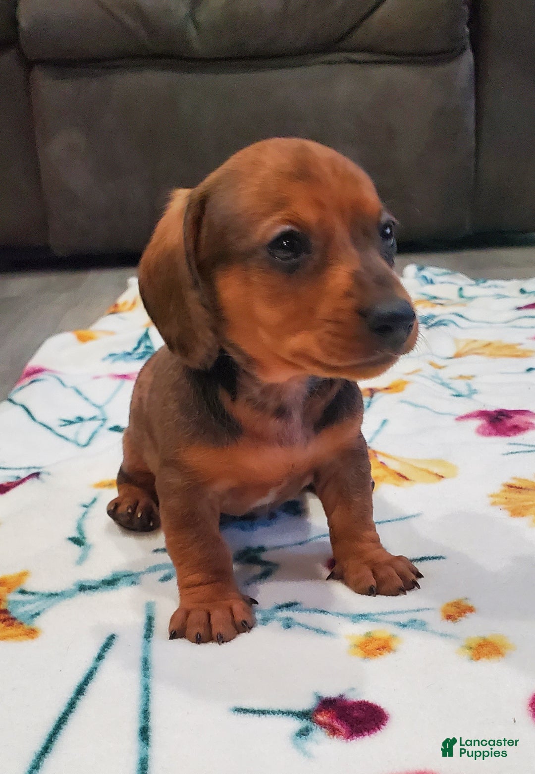 Miniature Dachshund dogs for sale: Freckles - Ad 2