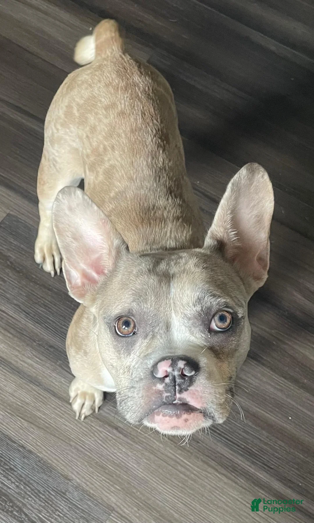 French Bulldog dogs for sale: Pinky - Ad 2