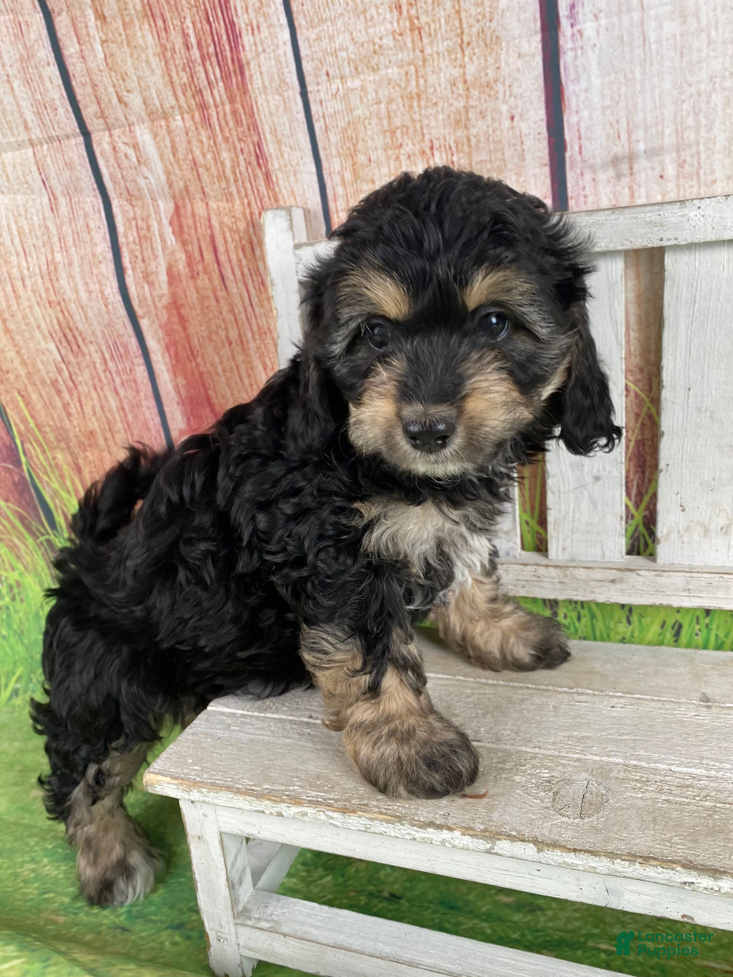 Cavapoo dogs Lily - Ad 42