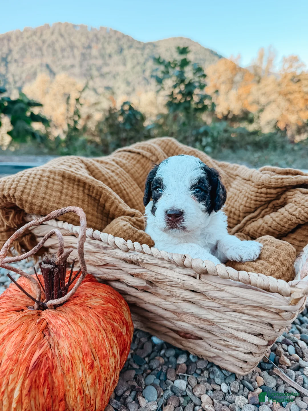 Mini Aussiedoodle dogs for sale: Smokey - Ad 1