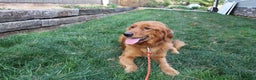 Golden Retriever dogs for sale: Golden Retriever Puppy Cameron - Ad 12