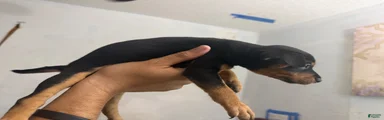 Mixed Breed 2