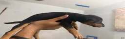 Mixed Breed dogs for sale: Mixed Breed 2 - Ad 1