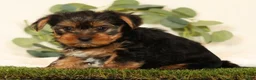 Yorkshire Terrier dogs for sale: Baxter - Ad 5