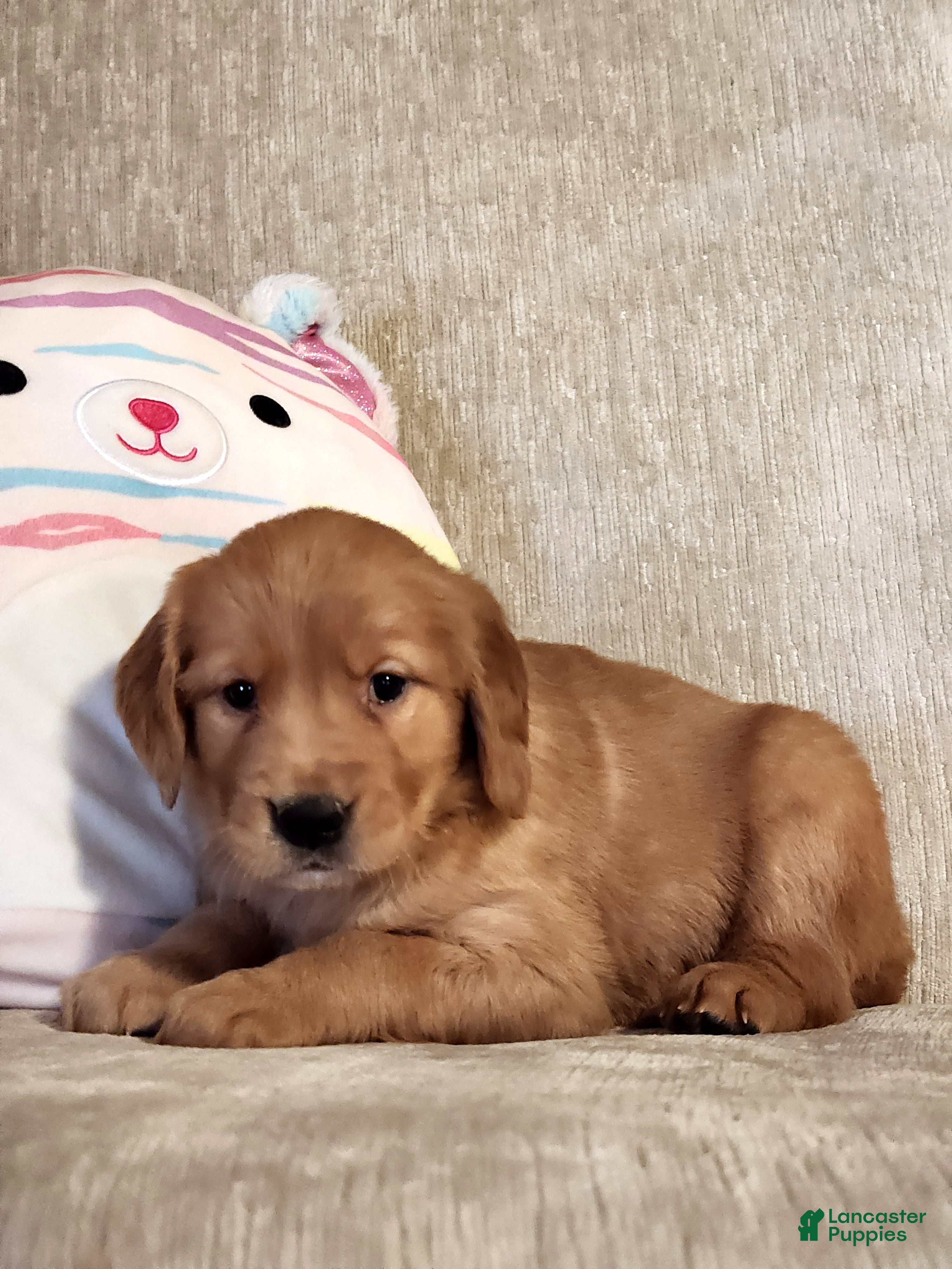 Golden Retriever dogs Chloe - Ad 24